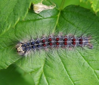 Spongy moth caterpillar on leaf