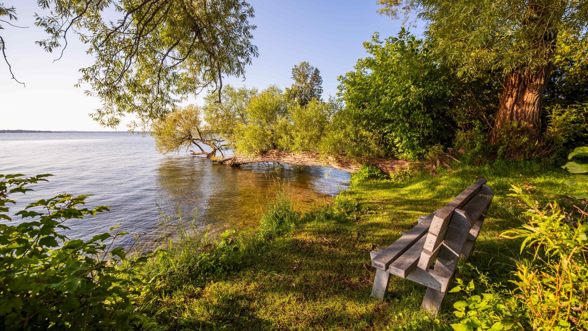 Wooden bench in a forested nook by the lakeshore