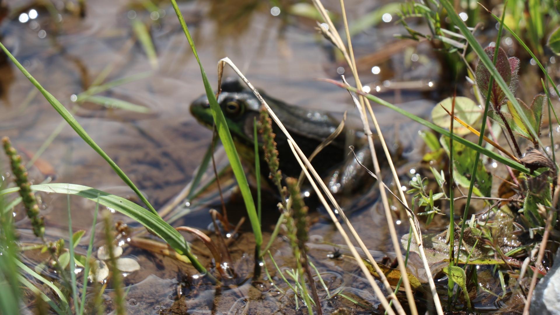 Green frog in wetland pond at Circle Park