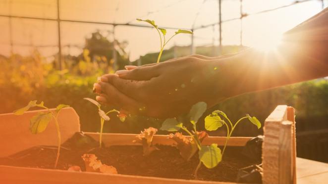 planting seedlings
