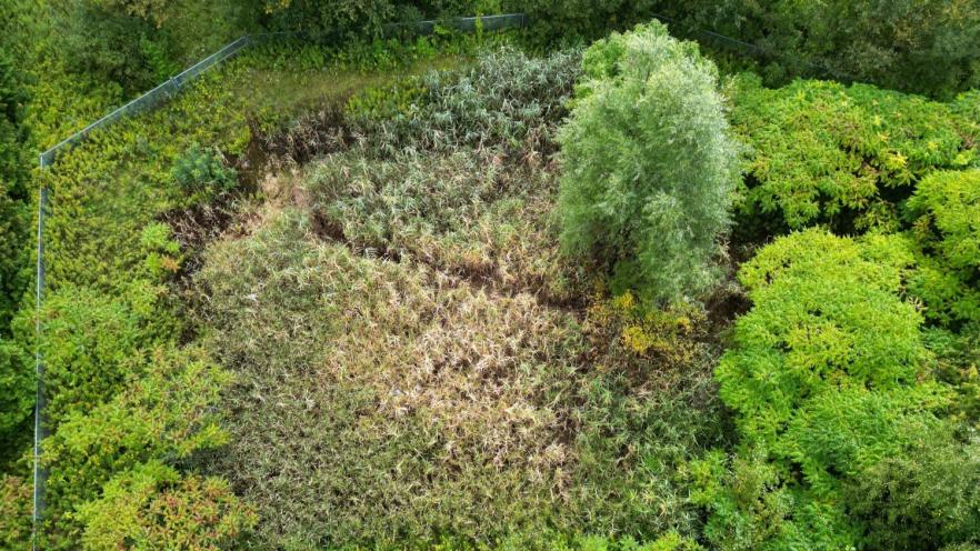 Aerial of phragmites taking over dry pond before treatment