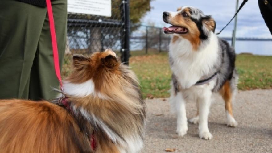Two dogs being walked