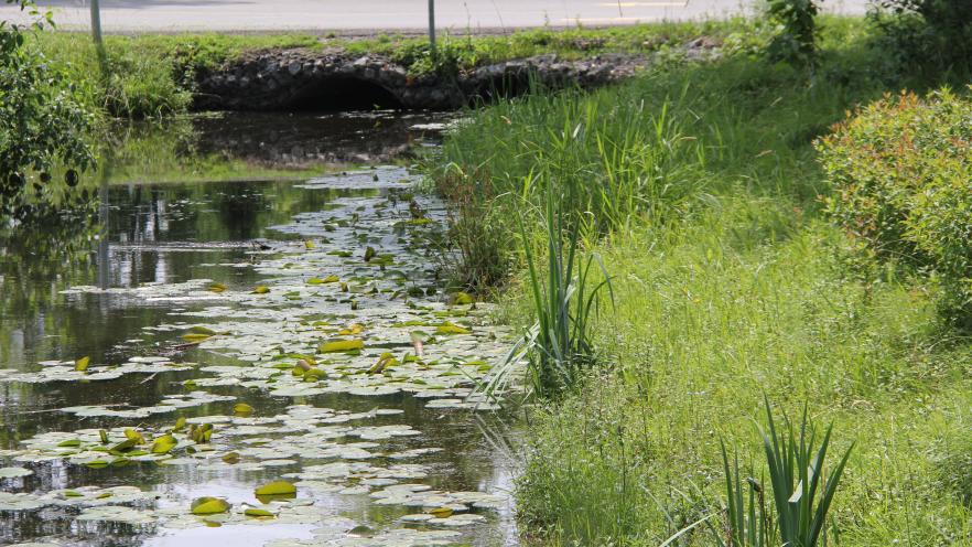 Small creek that travel under a road and has lush vegetation growing on either side and aquatic plants within