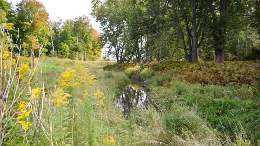 Small creek across a natural landscape with golden rods in the forefront and trees in the background
