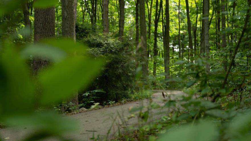 Paved trail against trees in the summer