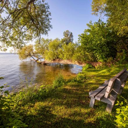 Wooden bench in a forested nook by the lakeshore