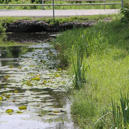 Small creek that travel under a road and has lush vegetation growing on either side and aquatic plants within