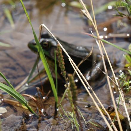 Green frog in wetland pond at Circle Park