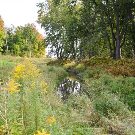 Small creek across a natural landscape with golden rods in the forefront and trees in the background