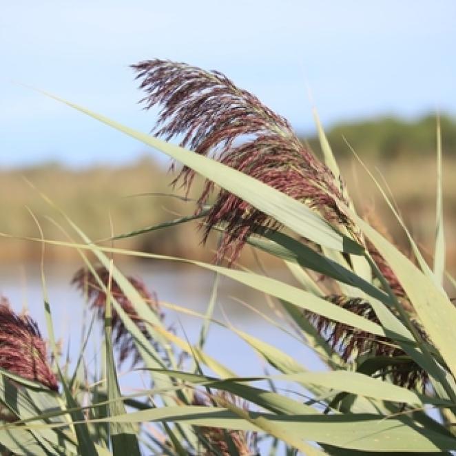 Invasive phragmites reeds growing tall in a water body