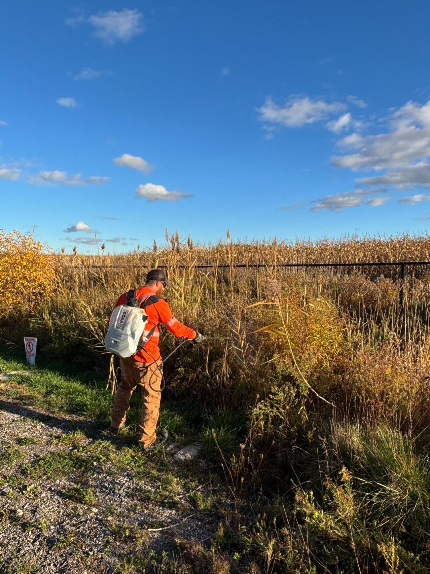Licensed contractor spraying invasive phragmites