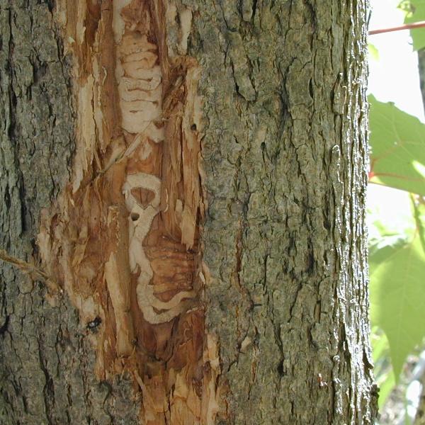S-shaped pattern between the bark and the wood caused by an emerald ash borer