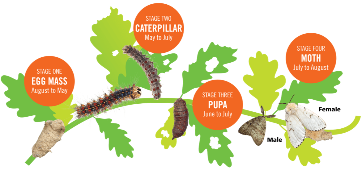 Lifecycle of spongy moth, from egg mass to caterpillar to pupa to moth.