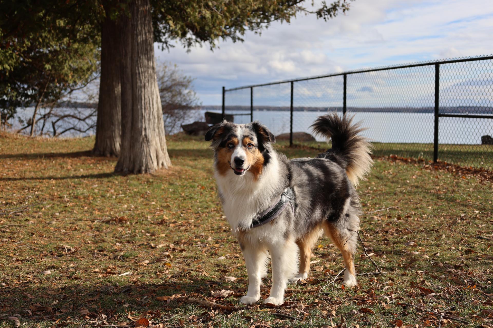 Australian Shepherd dog at off-leash dog area with water in the background