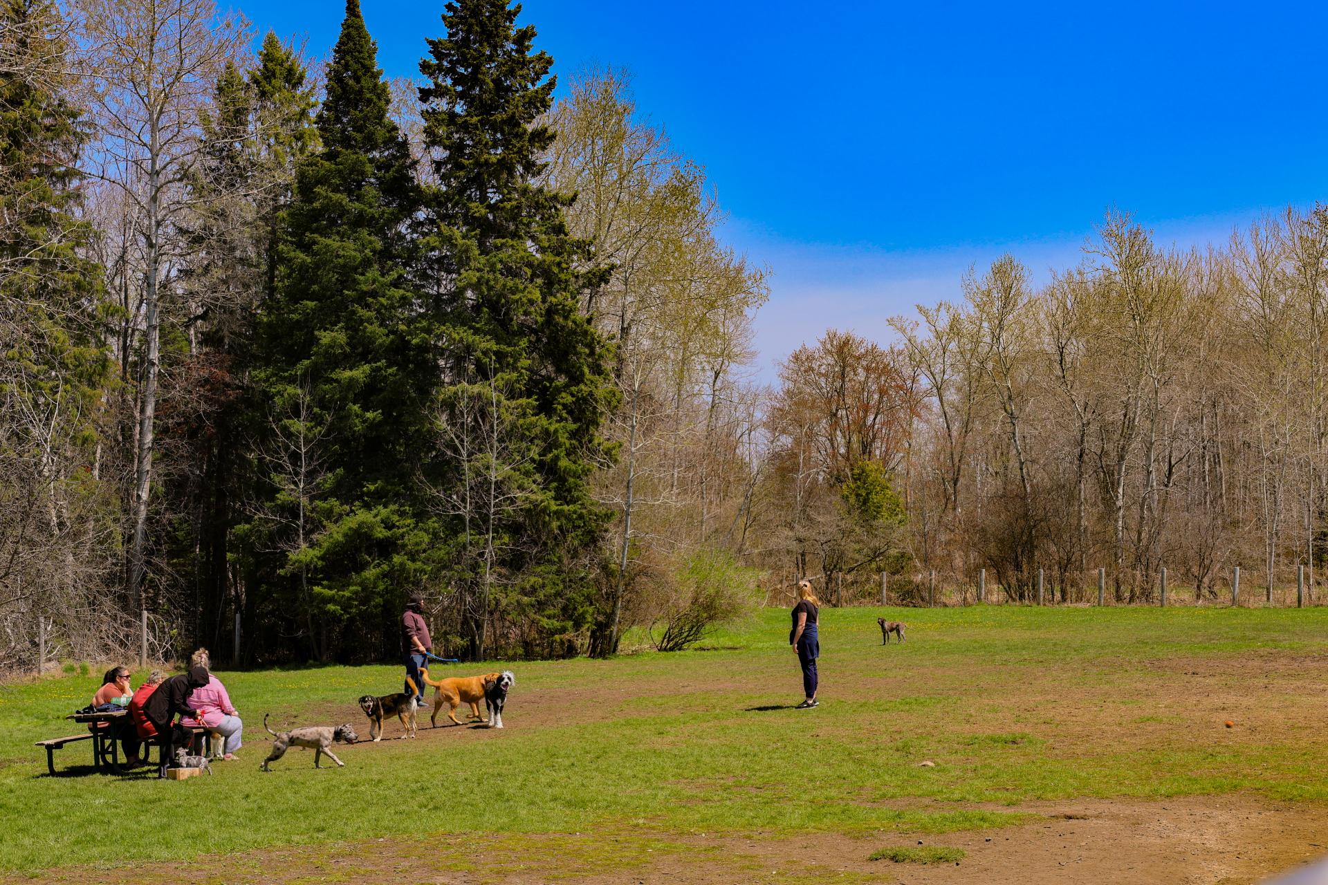 Large off-leash dog area with dogs running and people