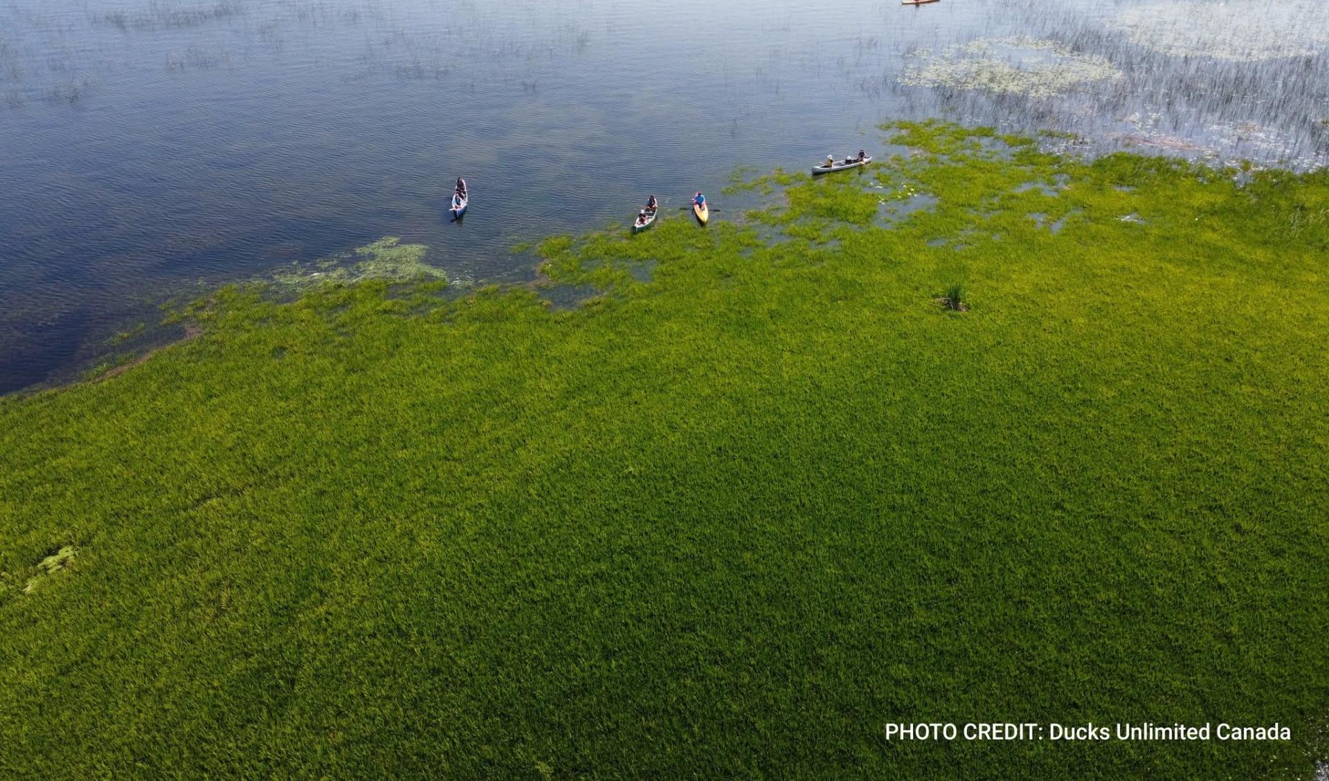 Large infestation of invasive water soldier, forming dense green mats in Lake Simcoe