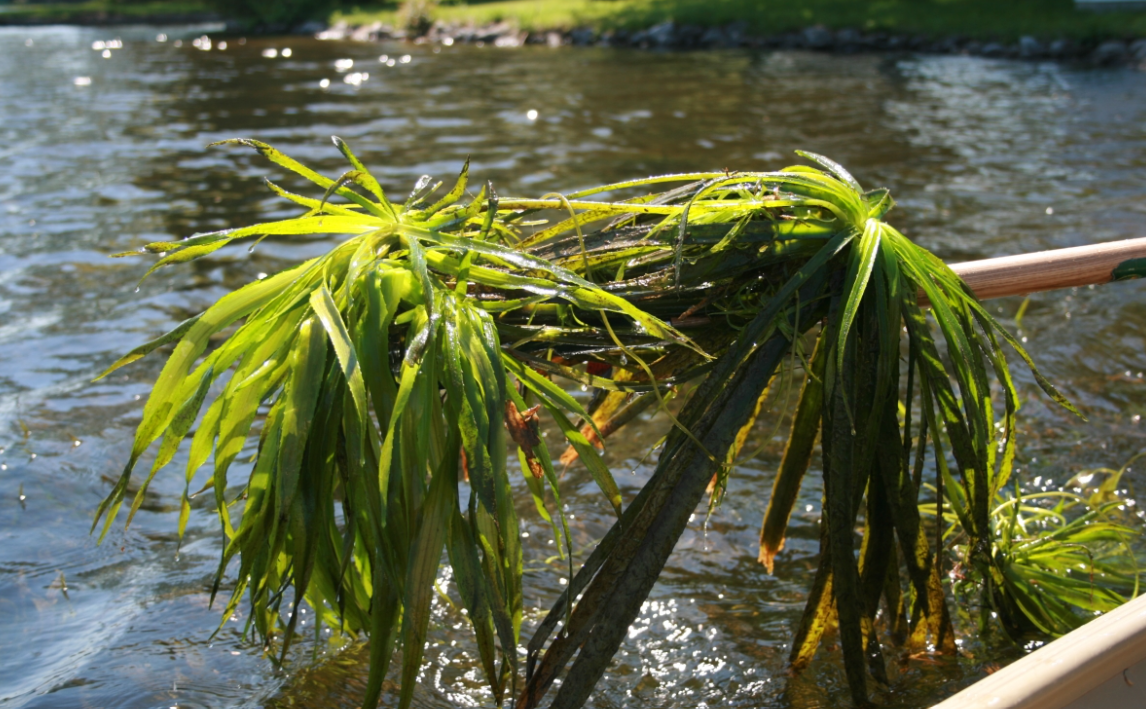 Water soldier taken out of water, showing long, sharp green edges